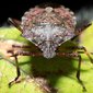 Stink bug season: Those ugly, smelly bugs are trying to get into your house